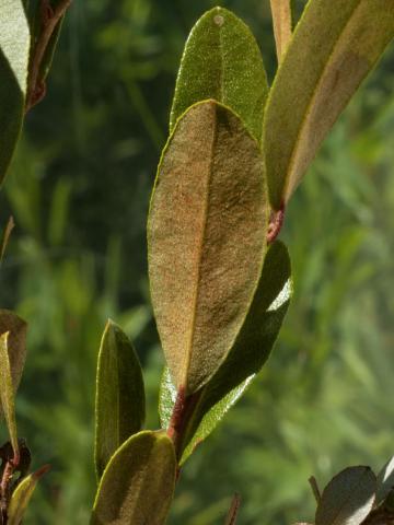 Cassandre caliculé(Chamaedaphne calyculata)_12