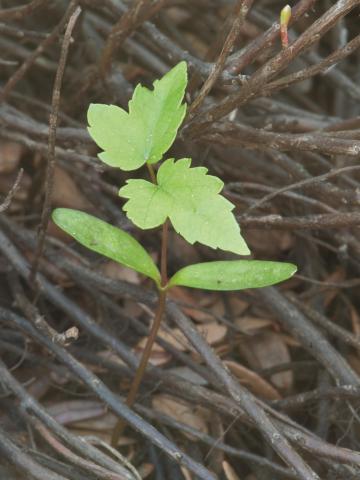 Érable rouge (Acer rubrum)_2