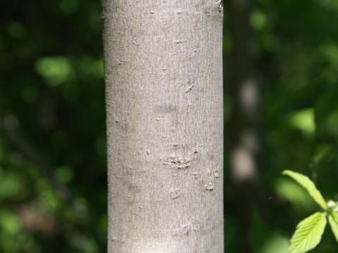 Érable rouge (Acer rubrum)_7