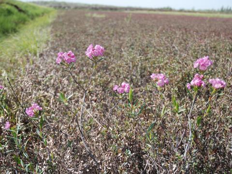 Kalmia feuilles andromède (Kalmia polifolia)_1