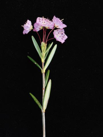 Kalmia feuilles andromède (Kalmia polifolia)_2