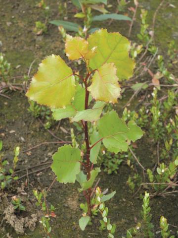 Peuplier deltoïde (populus deltoide)_1