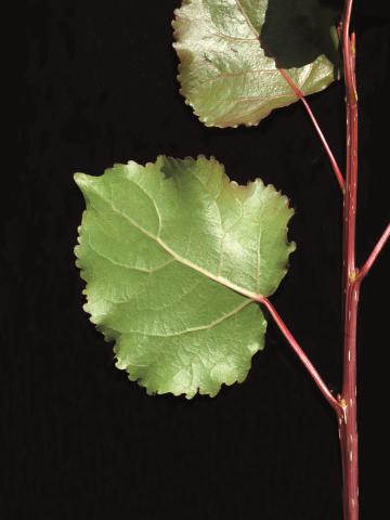 Peuplier deltoïde (populus deltoides)_3