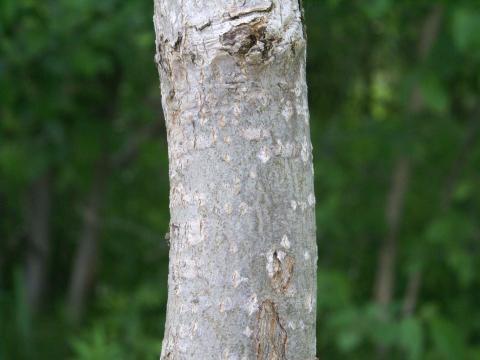 Peuplier deltoïde (populus deltoides)_11