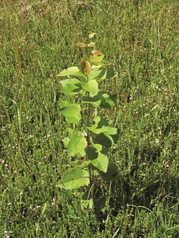 Peuplier baumier (Populus balsamifera)_2