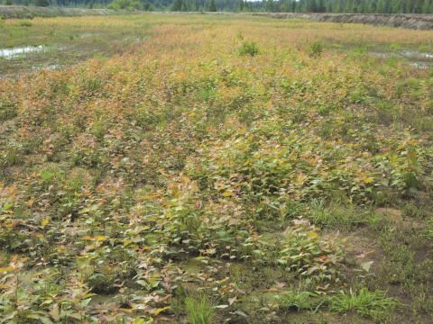 Peuplier baumier (Populus balsamifera)_3