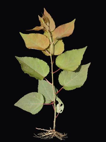 Peuplier baumier (Populus balsamifera)_4