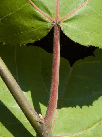 Peuplier baumier (Populus balsamifera)_5