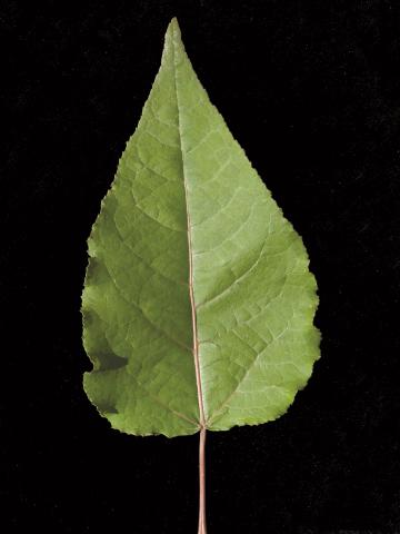 Peuplier baumier (Populus balsamifera)_6