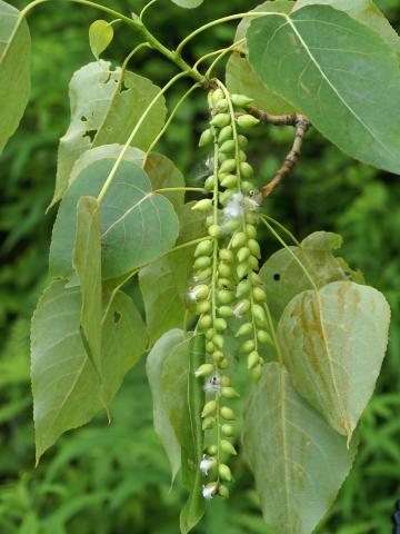 Peuplier baumier (Populus balsamifera)_8