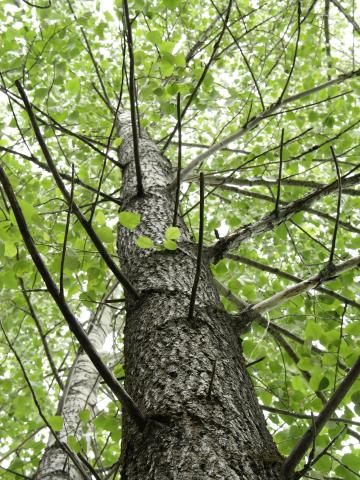 Peuplier baumier (Populus balsamifera)_9