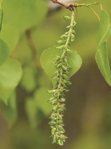 Peuplier faux-tremble (Populus tremuloides)_5