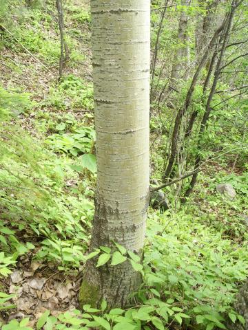 Peuplier faux-tremble (Populus tremuloides)_7