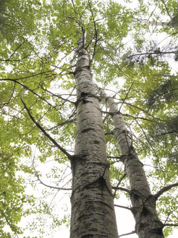 Peuplier faux-tremble (Populus tremuloides)_8