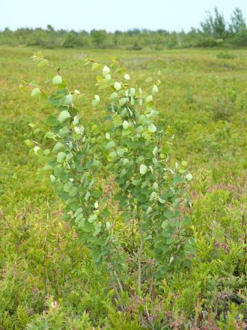 Peuplier faux-tremble (Populus tremuloides)_10