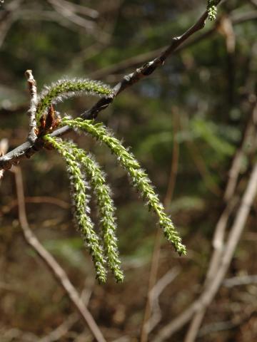 Peuplier faux-tremble (Populus tremuloides)_11