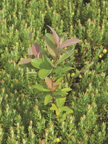 Saule feuilles poirier (Salix pyrifolia)_1