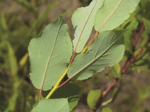 Saule feuilles poirier (Salix pyrifolia)_4