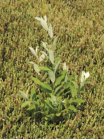 Saule Bebb (Salix bebbiana)_1