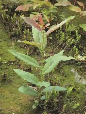 Saule discolore (Salix discolor)_2