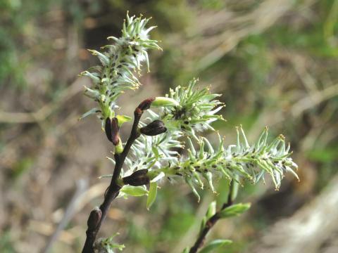 Saule discolore (Salix discolor)_4