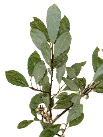 Saule discolore (Salix discolor)_8