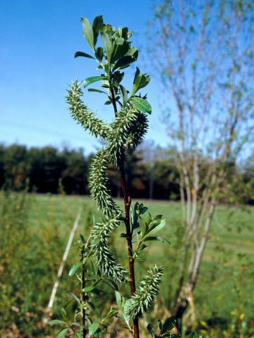 Saule discolore (Salix discolor)_9