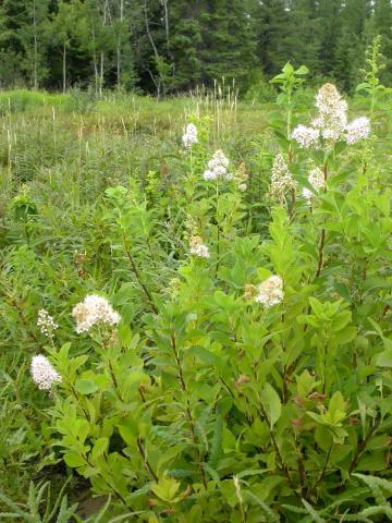 Spirée à larges feuilles(Spiraea alba var. latifolia)_7