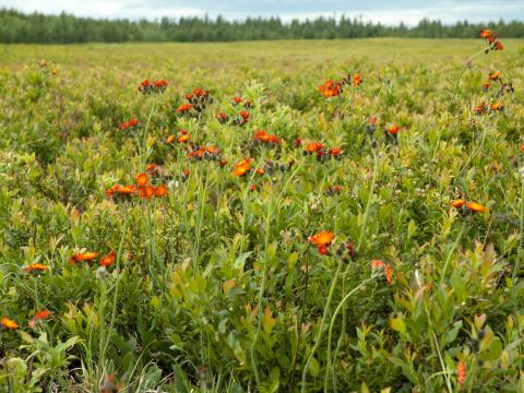 Épervière orangée(Pilosella aurantiaca)_2