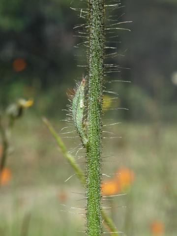 Épervière orangée(Pilosella aurantiaca)_6