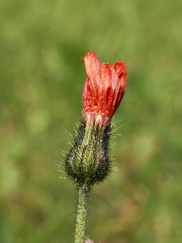 Épervière orangée(Pilosella aurantiaca)_7