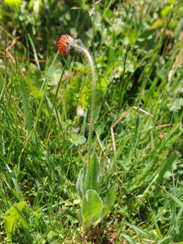 Épervière orangée(Pilosella aurantiaca)_13