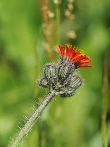 Épervière orangée(Pilosella aurantiaca)_14