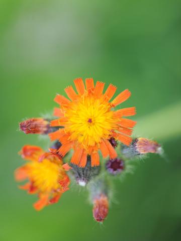 Épervière orangée(Pilosella aurantiaca)_15