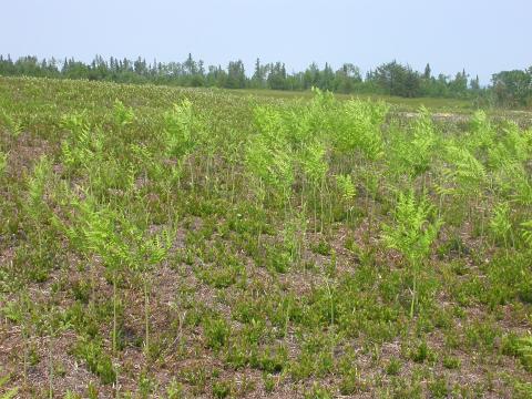 Fougère-aigle (Pteridium aquilinum)_1