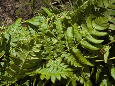 Fougère-aigle (Pteridium aquilinum)_6