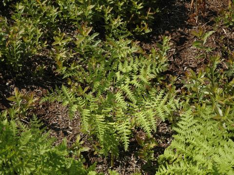 Fougère-aigle (Pteridium aquilinum)_7