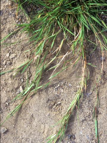 Agrostide stolonifère(Agrostis stolonifera)_4