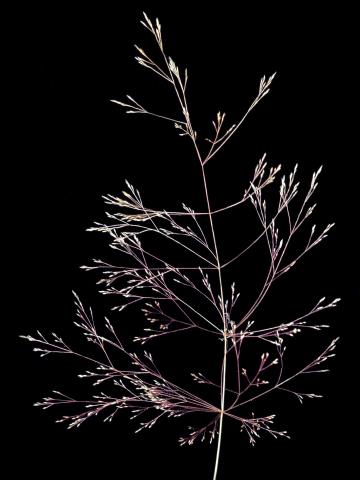 Agrostide scabre(Agrostis scabra)_2