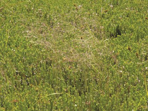 Agrostide scabre(Agrostis scabra)_12