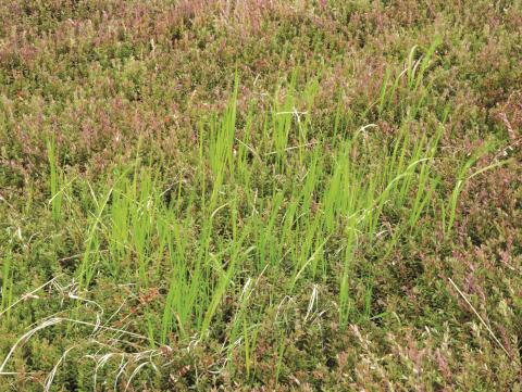 Calamagrostide Canada(Calamagrostis canadensis)_8