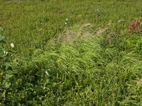 Calamagrostide Canada(Calamagrostis canadensis)_9