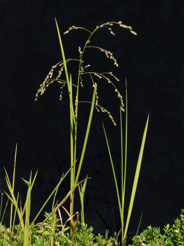 Glycérie Canada (Glyceria canadensis)_1