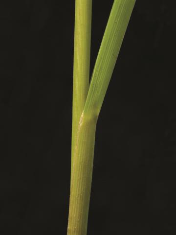 Glycérie Canada (Glyceria canadensis)_8