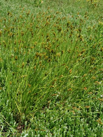 Carex balais(Carex scoparia)_1