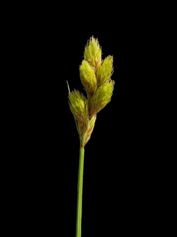 Carex Crawford(Carex crawfordii)_2