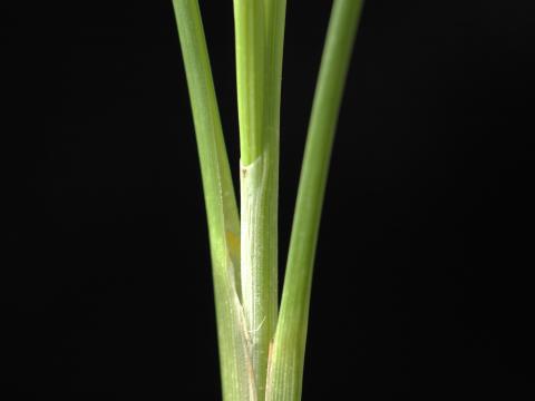 Carex oligosperme(Carex oligosperma)_4