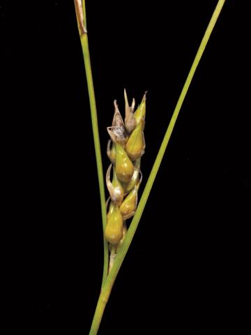 Carex oligosperme(Carex oligosperma)_6