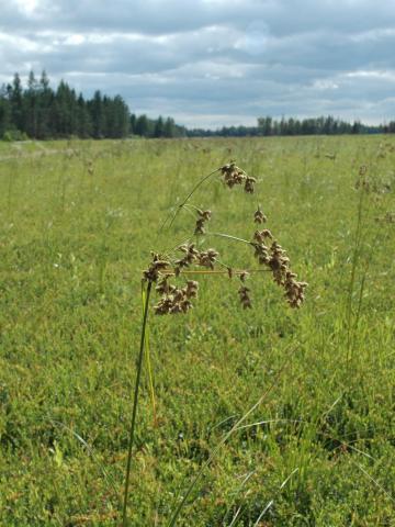 Scirpe ceinture noire (Scirpus atrocinctus)_2