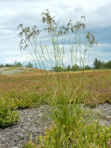 Scirpe ceinture noire (Scirpus atrocinctus)_6